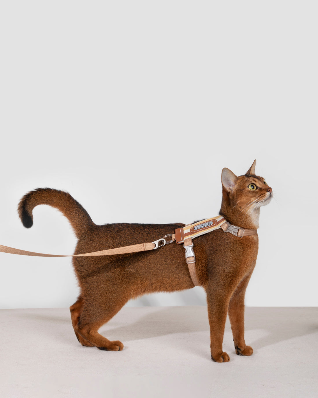 Striped Cat Harness and Leash Walk Set