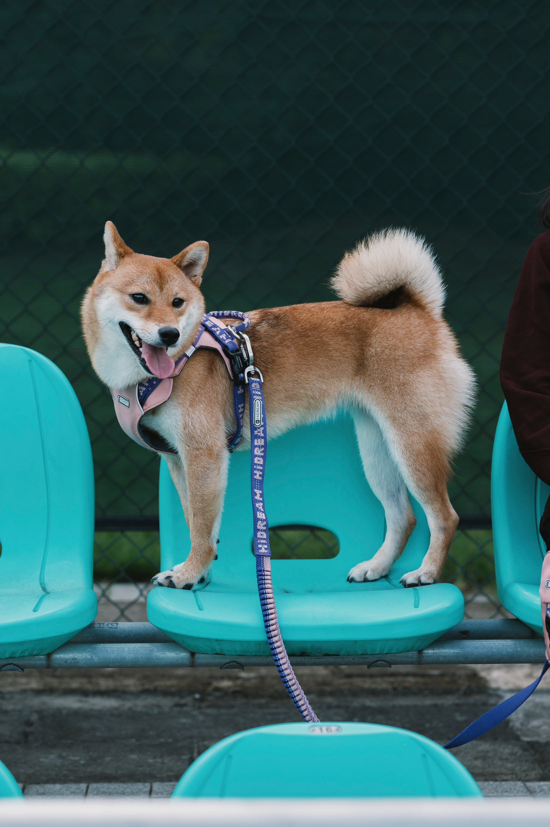 BOBO Series Adjustable Soft-Handle Buffer Leash