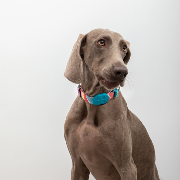 Vibrant Pro Series Anti-Pull Half P Dog Collar