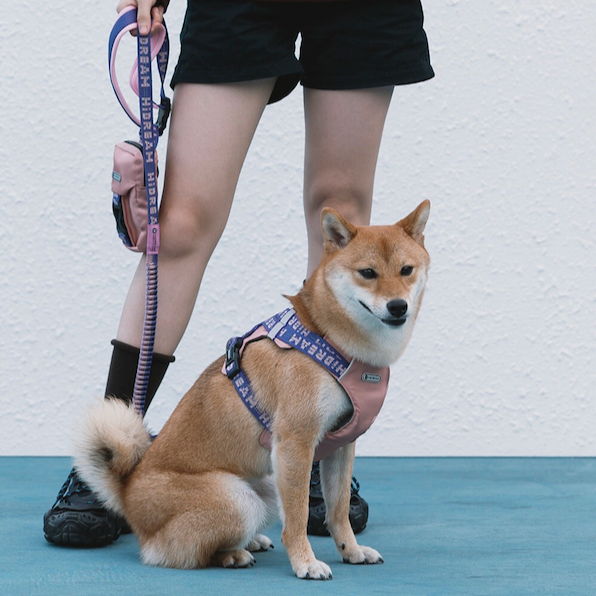 BOBO Series Wrap-Style Adjustable Dog Harness