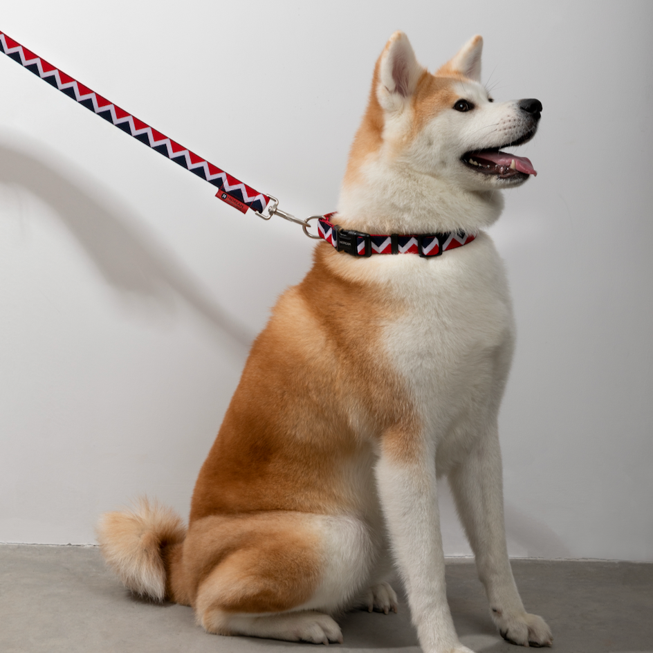Rainbow Series Walk Set (Collar)