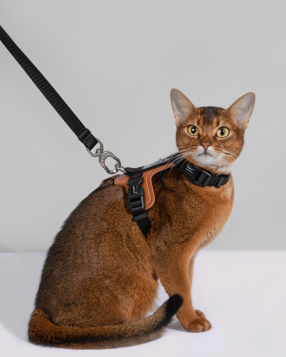 BOBO Series Leather Cat Harness and Leash Walk Set